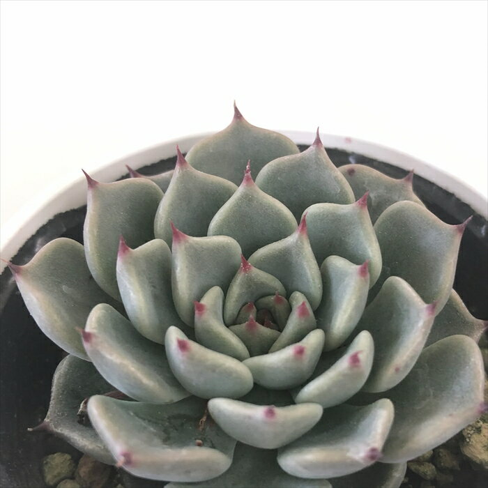 多肉植物 hmエケベリア 沙羅姫牡丹×ザラゴーサ 多肉植物 エケベリア 6cmポットのサムネイル