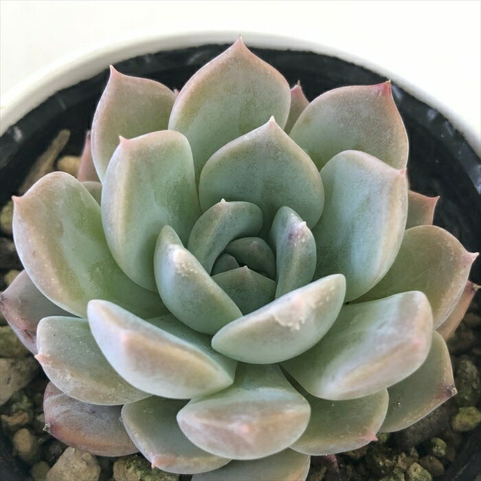 多肉植物 hmエケベリア ラパス×ラウリンゼ 多肉植物 エケベリア 6cmポットのサムネイル