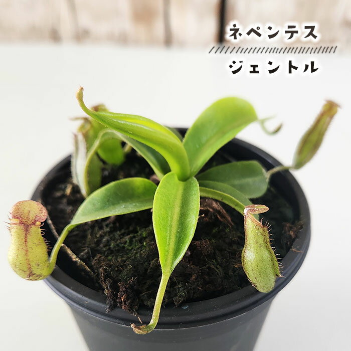 食虫植物 ネペンテス ジェントル ウツボカズラ 3号鉢 食虫植物 水生植物 sadのサムネイル