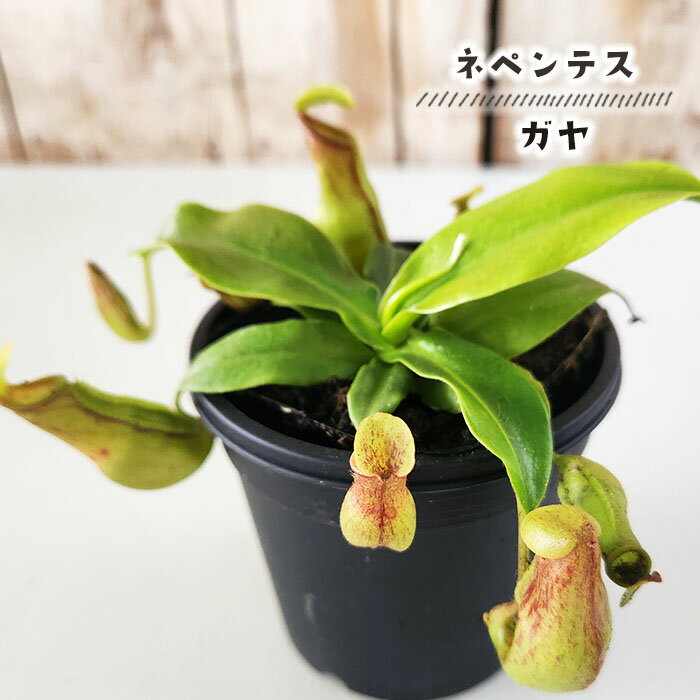 食虫植物 ネペンテス ガヤ ウツボカズラ Gaya 3号鉢 食虫植物 水生植物 sadのサムネイル