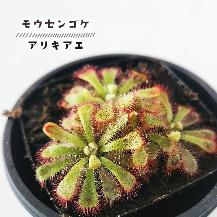 食虫植物 モウセンゴケ アリキアエ ドロセラ 3号鉢 水生植物 sadのサムネイル
