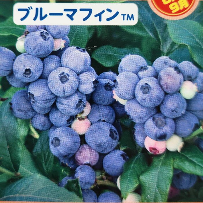 二季成りハイブリッドブルーベリー ブルーマフィンTM 15cmポット 果樹苗 苗 庭木 苗木 果実 登録品種のサムネイル