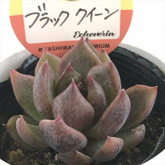 楽天市場】多肉植物 ブラックプリンスの通販 楽天市場】多肉植物 ブラックプリンスの通販