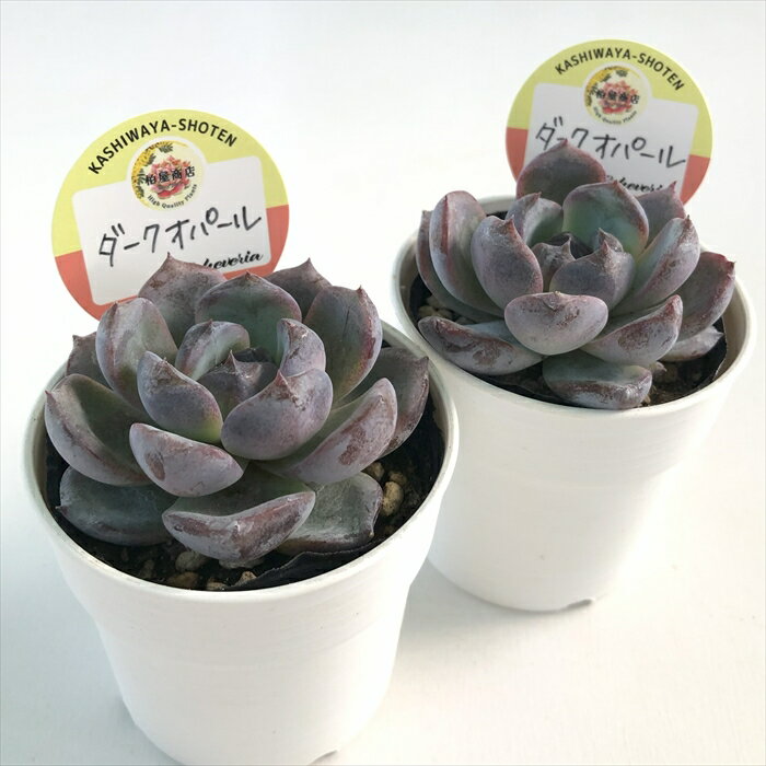 多肉植物 kswエケベリア ダークオパール 柏屋商店さん苗 エケベリア 6cmポット