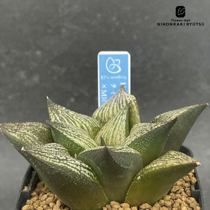 多肉植物bphハオルチアタイタニッ...