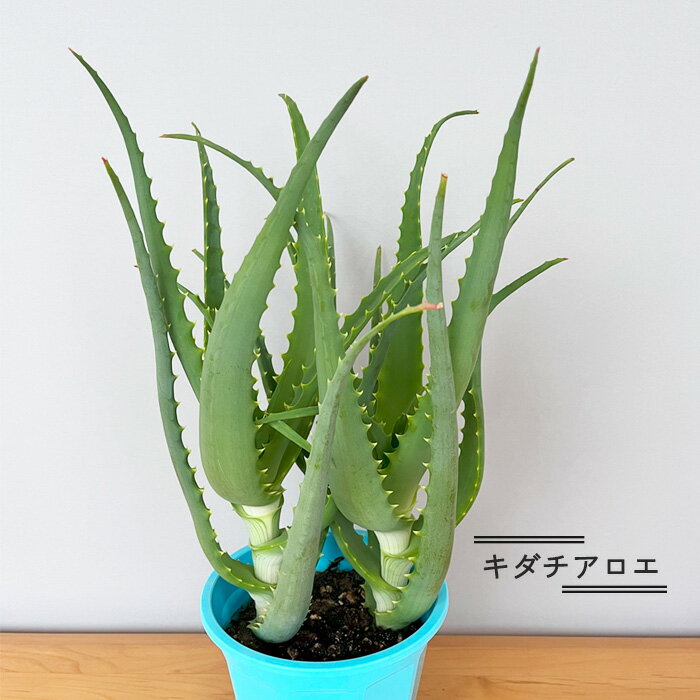 楽天市場】観葉植物 アロエ(種類(植物)アロエ)の通販 楽天市場】観葉植物 アロエ(種類(植物)アロエ)の通販