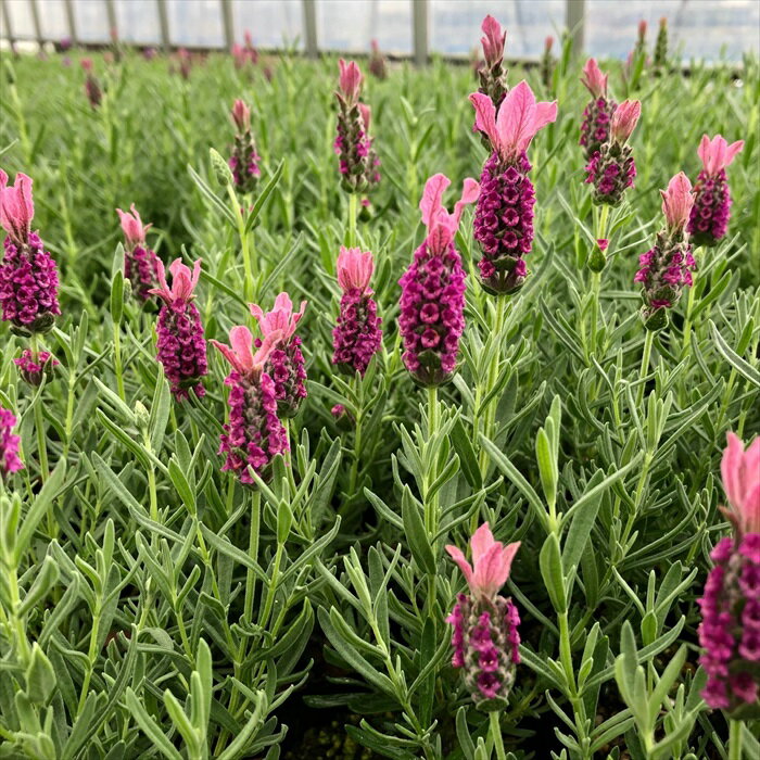 予約販売 ラベンダー 苗 ラビノバ ホットピンク 9cmポット 花苗 宿根草 ガーデニング ハーブ苗 Herb nish4 4月下旬以降発送