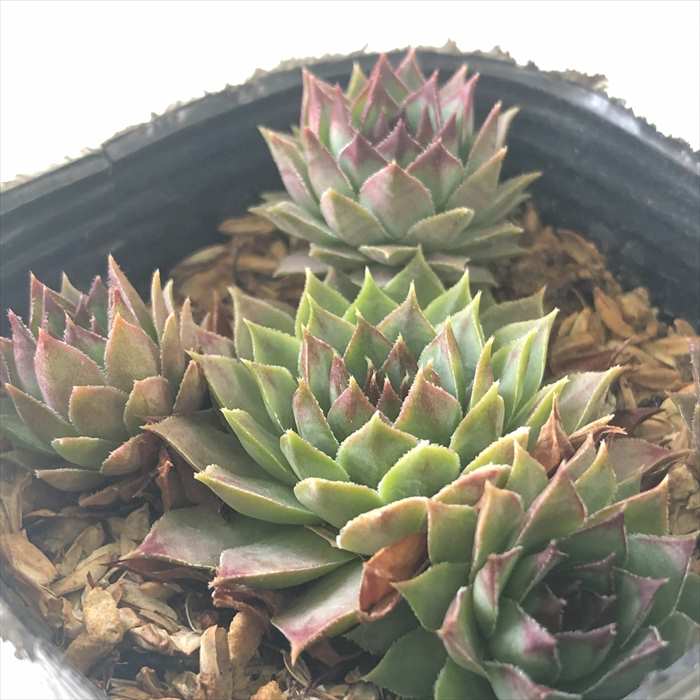 多肉植物 sfセンペルビウム アルベールネリ 7.5cmポット センペルビブム