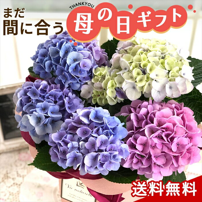 母の日 プレゼント アジサイ マーブルソーダグラデーション 5号鉢 送料無料 母の日ギフト 花 鉢植え あじさい 紫陽花