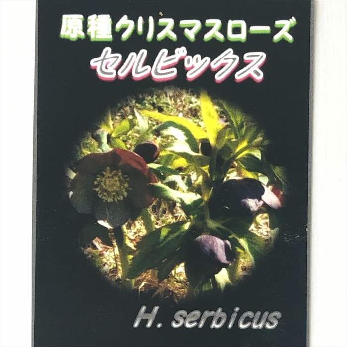 原種クリスマスローズ セルビックス 実生苗 落葉性 9cmポット 宿根草 ガーデニング