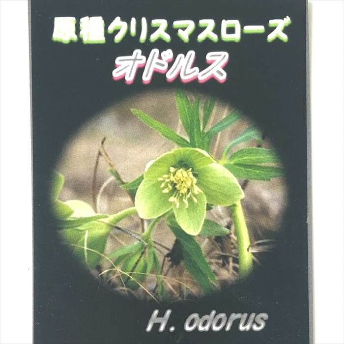 原種クリスマスローズ オドルス 実生苗 落葉性 9cmポット 宿根草 ガーデニング