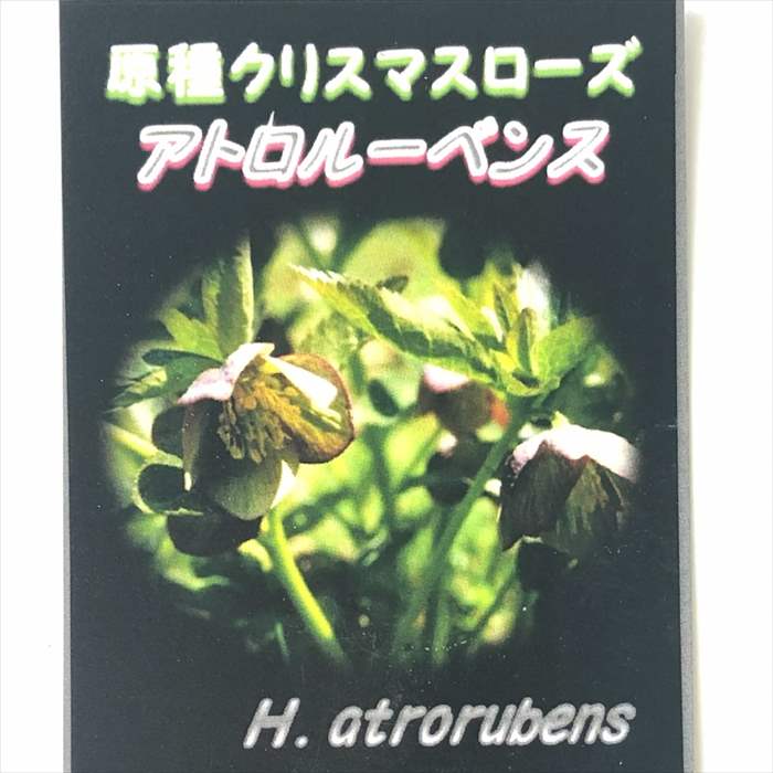 原種クリスマスローズ アトロルーベンス 実生苗 落葉性 9cmポット 宿根草 ガーデニング