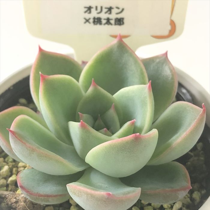 多肉植物 plkエケベリア オリオン×桃太郎 多肉植物 パルクさん苗 送料無料 エケベリア 6cmポットのサムネイル
