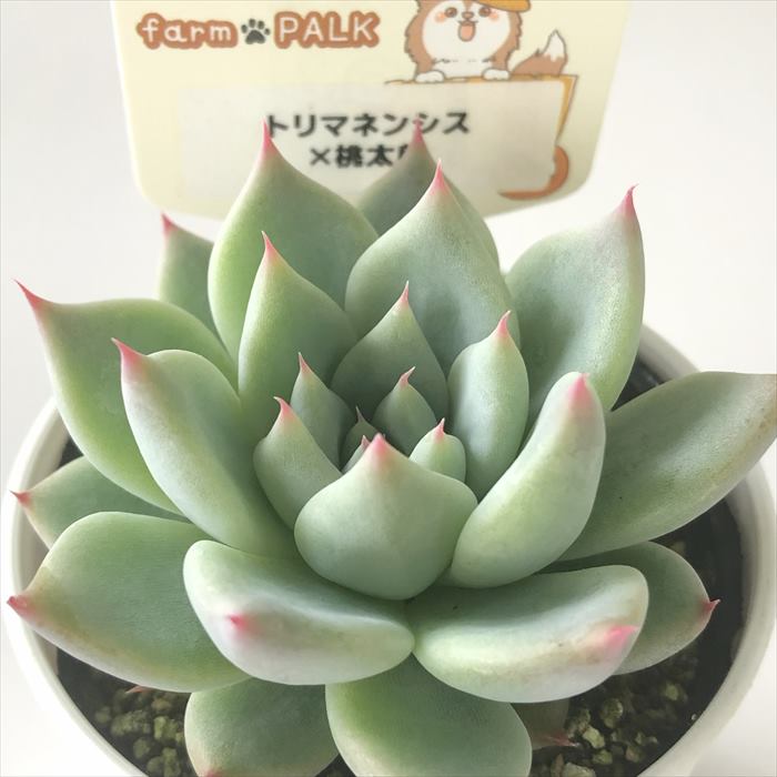 多肉植物 plkエケベリア トリマネンシス×桃太郎 多肉植物 パルクさん苗 送料無料 エケベリア 6cmポットのサムネイル