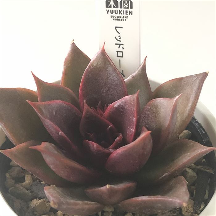 多肉植物 yukエケベリア レッドローズ 多肉植物 優木園さんの苗 エケベリア 6cmポットのサムネイル