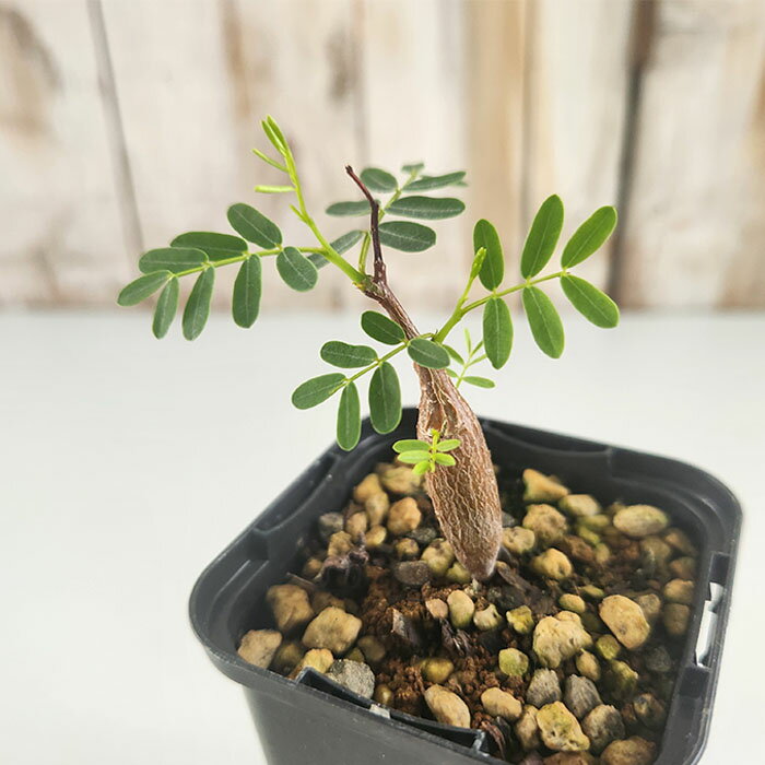 多肉植物 caセンナ メリディオナリス 7.5cmポット 送料無料 多肉植物 コーデックスのサムネイル