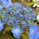 予約販売 山アジサイ 水色の雨 9cmポット 苗 花苗 苗木 山あじさい ヤマアジサイ 山紫陽花 far 10月下旬以降発送
