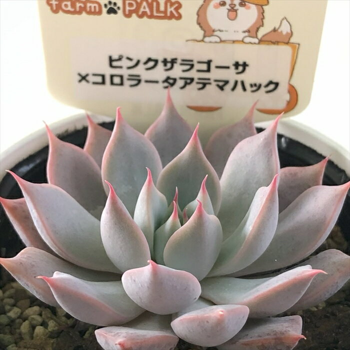 多肉植物 plkエケベリア ピンクザラゴーサ×コロラータアテマハック 多肉植物 パルクさん苗 送料無料 エケベリア 6cmポットのサムネイル