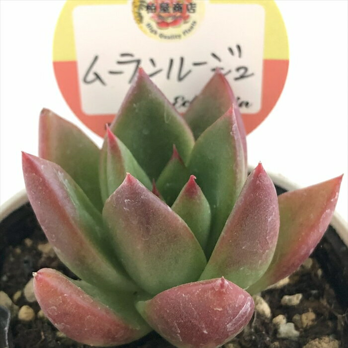 楽天市場】多肉植物 エケベリア(観葉植物|花・観葉植物):花 楽天市場】多肉植物 エケベリア(観葉植物|花・観葉植物):花