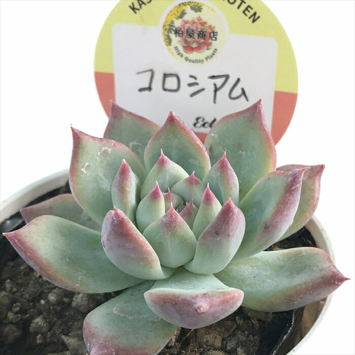 多肉植物 kswエケベリア コロシアム 柏屋商店さん苗 エケベリア 6cmポットのサムネイル