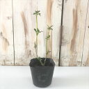 エルダーフラワー 苗 10.5cmポット ハーブ苗 Herb