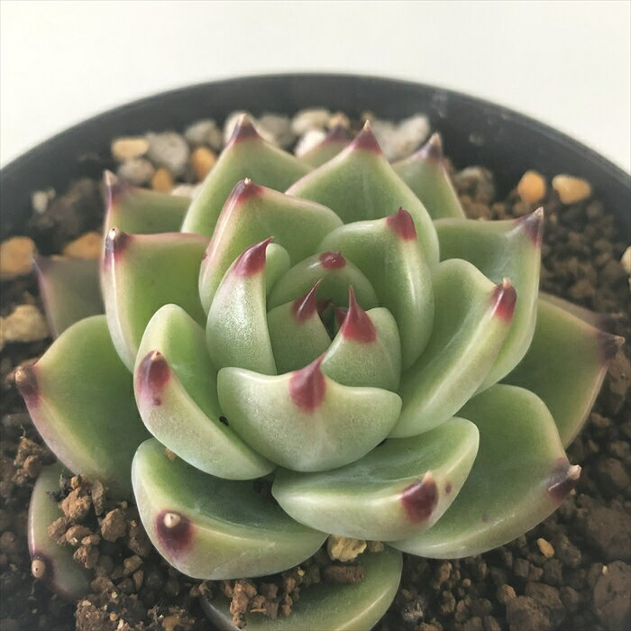 多肉植物 skエケベリア ブルードラゴン 多肉植物 エケベリア 7.5cmポットのサムネイル