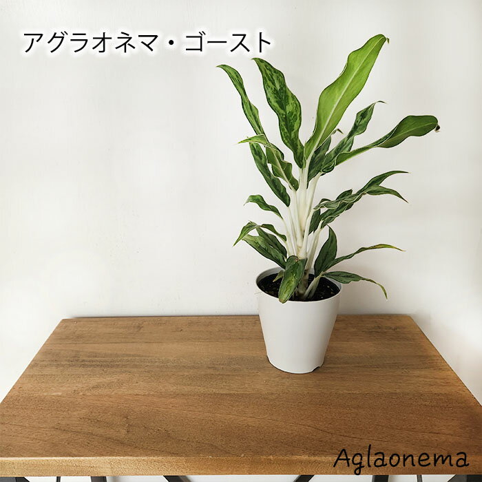 観葉植物 アグラオネマ ゴースト 4号鉢 送料無料 苗 観葉植物 小型 小さい 室内 贈り物 プレゼント インテリア おしゃれのサムネイル