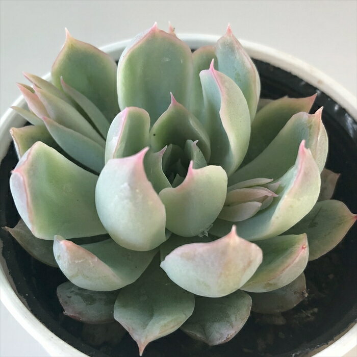 【楽天スーパーセール P5倍】 多肉植物 hmエケベリア センセプルプ 多肉植物 エケ...