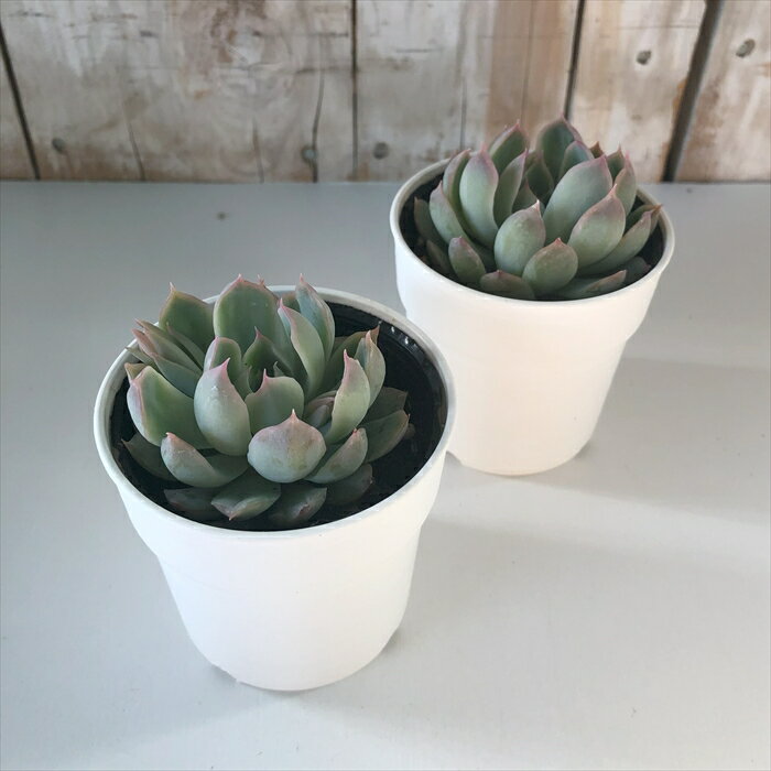 【楽天スーパーセール P5倍】 多肉植物 hmエケベリア センセプルプ 多肉植物 エケベリア 6cmポット