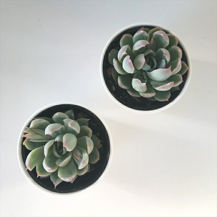 【楽天スーパーセール P5倍】 多肉植物 hmエケベリア センセプルプ 多肉植物 エケベリア 6cmポット