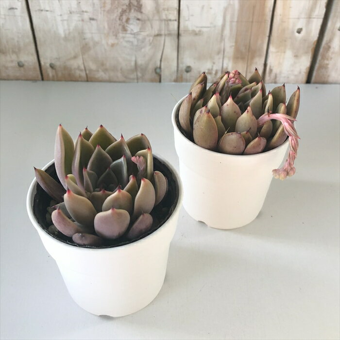 多肉植物 hmエケベリア マジックフルート 多肉植物 エケベリア 6cmポット