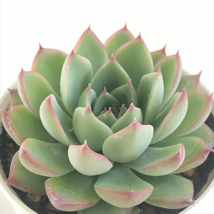多肉植物 hmエケベリア シルエット×ダークアイス 多肉植物 エケベリア 6cmポットのサムネイル