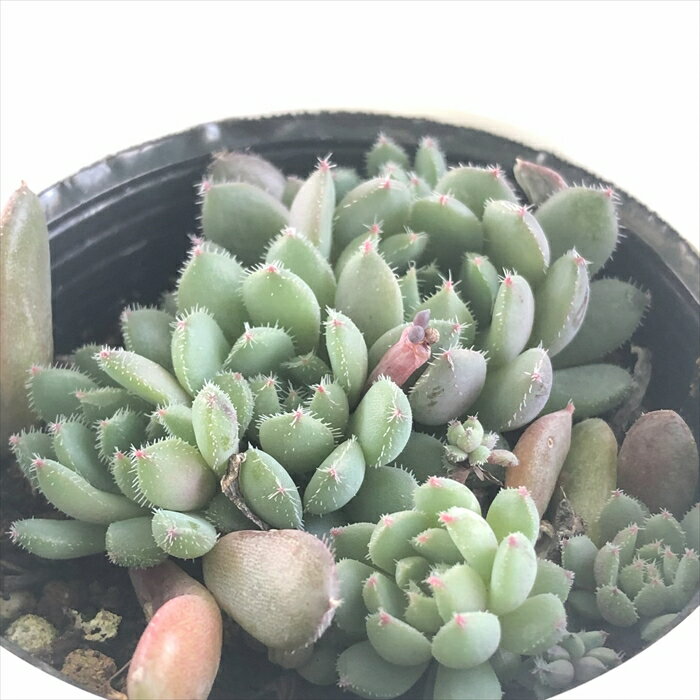 多肉植物 hmエケベリア ばらまきデリービーン 多肉植物 エケベリア 6cmポットのサムネイル