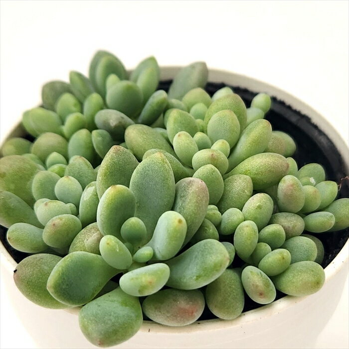 多肉植物 hmエケベリア ばらまきロココ 多肉植物 エケベリア 6cmポットのサムネイル