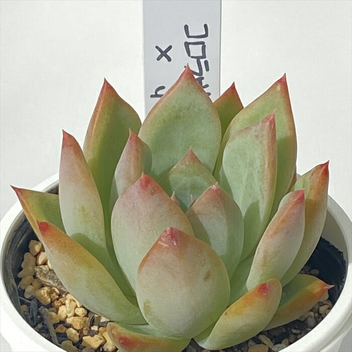 多肉植物 PKSFエケベリア コロラヴィーン×ホーリンゼ 多肉植物 Pさん苗 送料無料 エケベリア 6cmポット