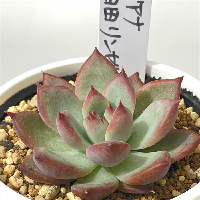 多肉植物 PKSFエケベリア リンゼアナ×臼田リンゼアナ 多肉植物 Pさん苗 送料無料 エケベリア 6cmポットのサムネイル