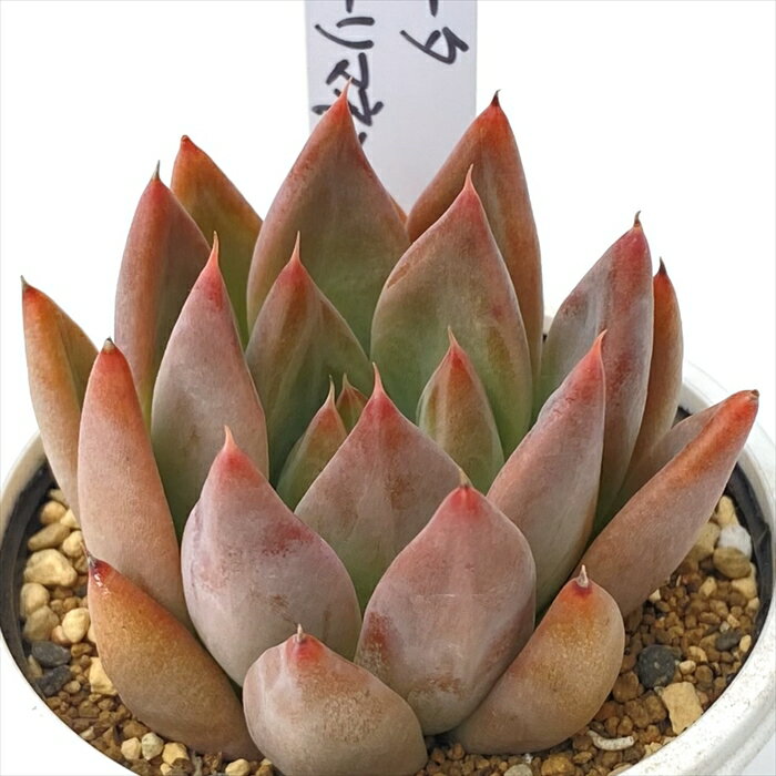 多肉植物 PKSFエケベリア コロラータ×トリマネンシス 多肉植物 Pさん苗 送料無料 エケベリア 6cmポットのサムネイル