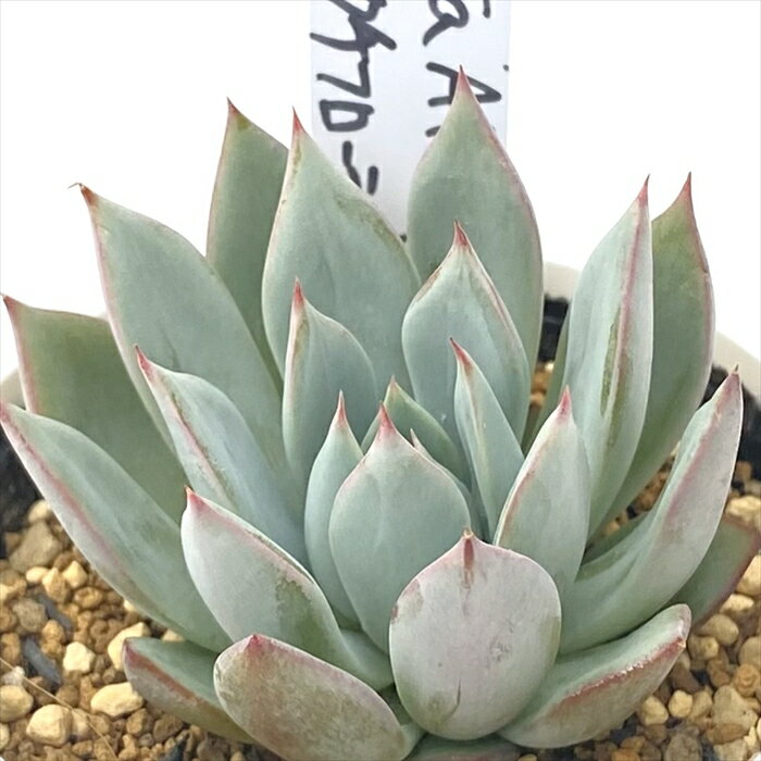 多肉植物 PKSFエケベリア colorata Atemajac×ストリクチフローラノヴァ 多肉植物 Pさん苗 送料無料 エケベリア 6cmポット