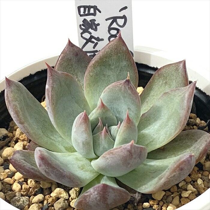 多肉植物 PKSFエケベリア colorata Roof 自家交配 多肉植物 Pさん苗 送料無料 エケベリア 6cmポットのサムネイル