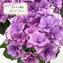 予約販売 アジサイ クレア ブルー 9cm~10.5cmポット 登録申請中 さかもと園芸 ハイドランジア 苗 花苗 苗木 あじさい 紫陽花 smt 10月下旬以降発送
