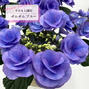 予約販売 アジサイ ポムポム ブルー 9cm~10.5cmポット 登録申請中 さかもと園芸 ハイドランジア 苗 花苗 苗木 あじさい 紫陽花 smt 10月下旬以降発送