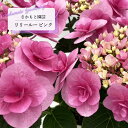 予約販売 アジサイ リリールー ピンク 9cm~10.5cmポット 登録申請中 さかもと園芸 ハイドランジア 苗 花苗 苗木 あじさい 紫陽花 smt 10月下旬以降発送