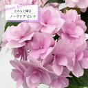 予約販売 アジサイ ノーブリア ピンク 9cm~10.5cmポット 登録申請中 さかもと園芸 ハイドランジア 苗 花苗 苗木 あじさい 紫陽花 smt 10月下旬以降発送