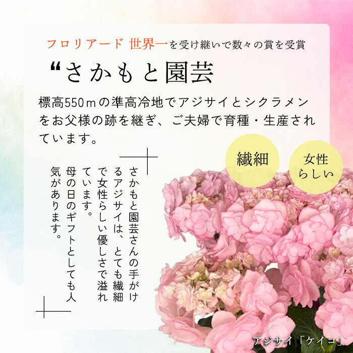 予約販売 アジサイ ノーブリア ピンク 9cm〜10.5cmポット 登録申請中 さかもと園芸...