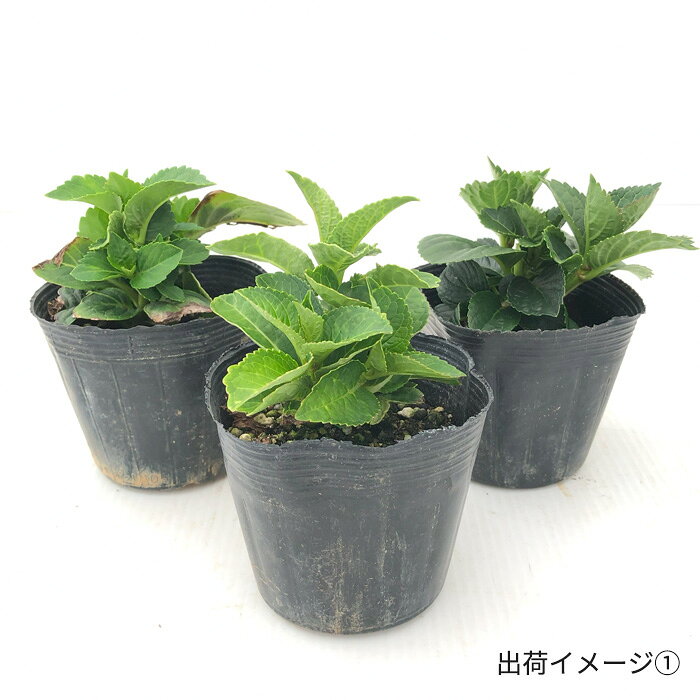 予約販売 アジサイ ノーブリア ピンク 9cm〜10.5cmポット 登録申請中 さかもと園芸...