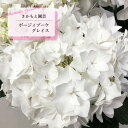 予約販売 アジサイ ポージィブーケ グレイス 9cm〜10.5cmポット 登録品種 さかもと園芸 ハイドランジア 苗 花苗 苗木 あじさい 紫陽花 smt 10月下旬以降発送(4)