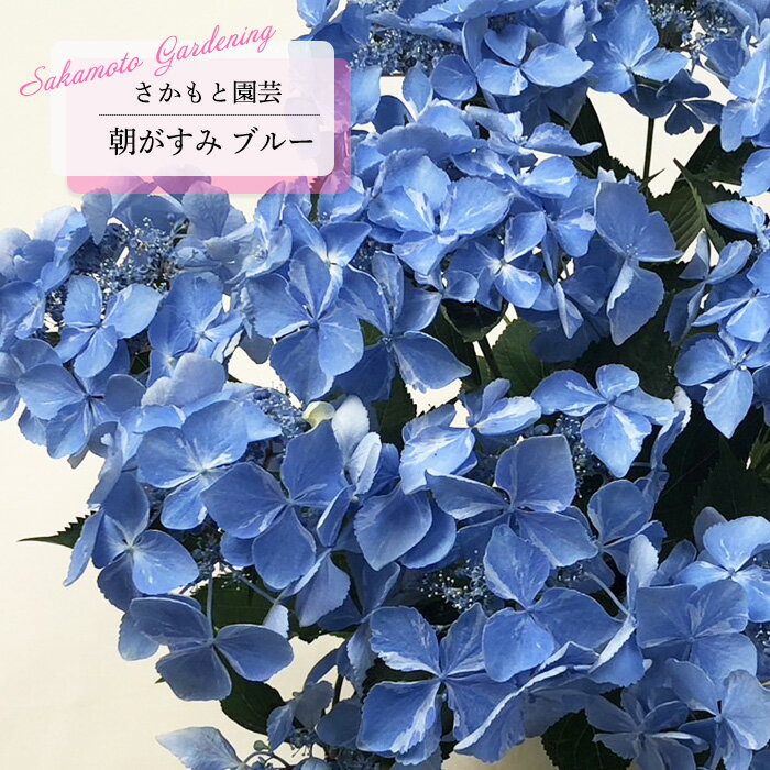 予約販売 アジサイ 朝がすみ ブルー 9cm〜10.5cmポット 登録品種 さかもと園芸 ハイドランジア 苗 花苗 苗木 あじさい 紫陽花 smt 10月下旬以降発送