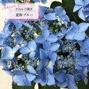 予約販売 アジサイ 夏海 ブルー 9cm~10.5cmポット 登録品種 さかもと園芸 ハイドランジア 苗 花苗 苗木 あじさい 紫陽花 smt 10月下旬以降発送
