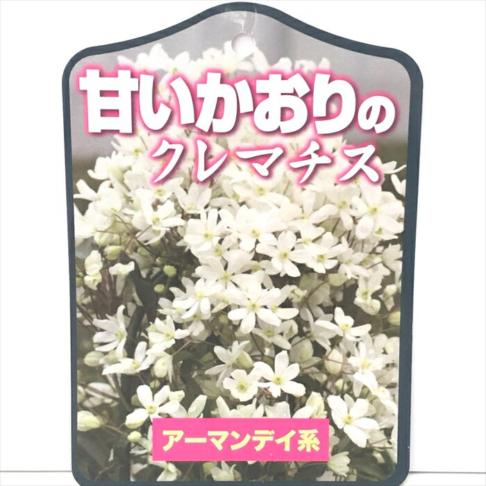 特徴 アーマンディは早春に優美な白い花を咲かせる。 生育が早く、とてもよく茂る。 つるも太くなりよく広がる。 甘い香りのクレマチスで良い芳香が庭に広がる。 詳細 【開花時期】 3月〜4月 【花径】 約6cm前後 【剪定】 旧枝咲き・弱剪定 【植え替え】 商品の到着後はお早めに植え替える事をお勧めします。 鉢植えで管理する場合は、1〜2回り大きな鉢を使用し、根鉢を崩さずに植え替えて下さい。 その際に、古蔓を1〜2節埋めるようにすると良いです。 地植えの場合も、根鉢を崩さずに、古蔓を1〜2節埋めるようにすると良いです。 また、鉢植え、地植え、どちらの場合も、植え替えた後は水をたっぷり与えて下さい。 【水やり】 土の表面が乾いたら鉢底から水が流れ出るくらいたっぷりと与えてください。 受け皿に溜まった水は放置せずに捨ててください。 地植えの場合は、基本的に水やりの必要はありませんが、土の乾燥具合を見ながら与えてください。 【サイズ・その他】 13.5cmポット 1ポット ※個体差がございますのでご了承ください。 ご確認ください 【苗の枝折れにつきまして】 クレマチスはツルが細く、とても折れやすい植物です。 苗の梱包の際は充分注意いたしますが、枝折れなどのクレームは負いかねます。 予めご了承ください。 クレマチスは自然界でも風雨などで頻繁に折れますので、再生能力が高く通常、折れた程度で枯れることはありません。 放任でも治りますが、風などでツルが切れないようにテープを巻き支柱などで固定するとより確実です。 ※発送時期が異なる商品とは同梱できません。 ※各商品ページに記載の発送時期をご確認の上ご注文下さい。