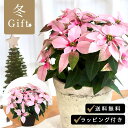 予約販売 プリンセチア ピンクホワイト 5号鉢 送料無料 ラッピング付き ポインセチア クリスマス お歳暮 冬ギフト 花 ギフト プレゼント 鉢植え 鉢花 11月下旬以降発送
